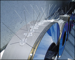 Bird spikes installation in Chesapeake VA