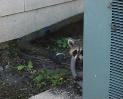 Raccoon removal and control Chesapeake VA