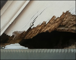 Squirrel damage in Chesapeake VA