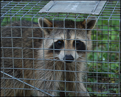 Chesapeake wildlife trapping