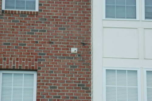 Bird breaking into vent