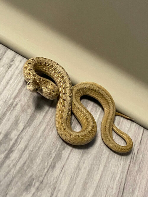 Small snake in bathroom