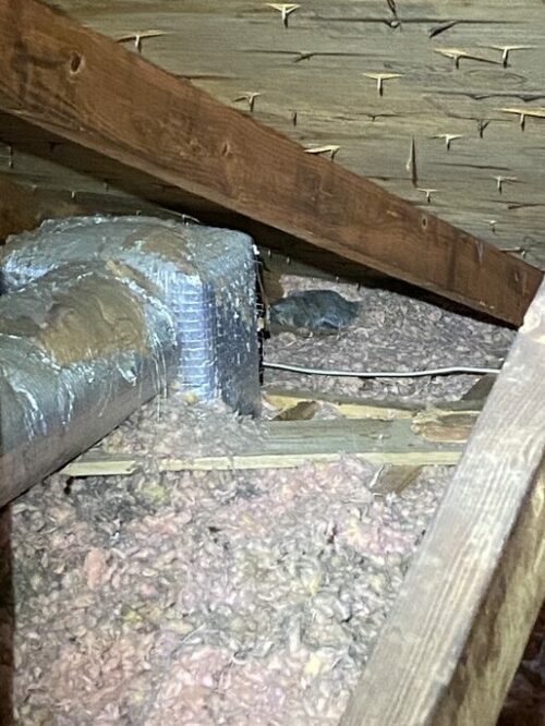 Damage to insulation caused by squirrels