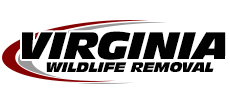 Chesapeake Wildlife Removal